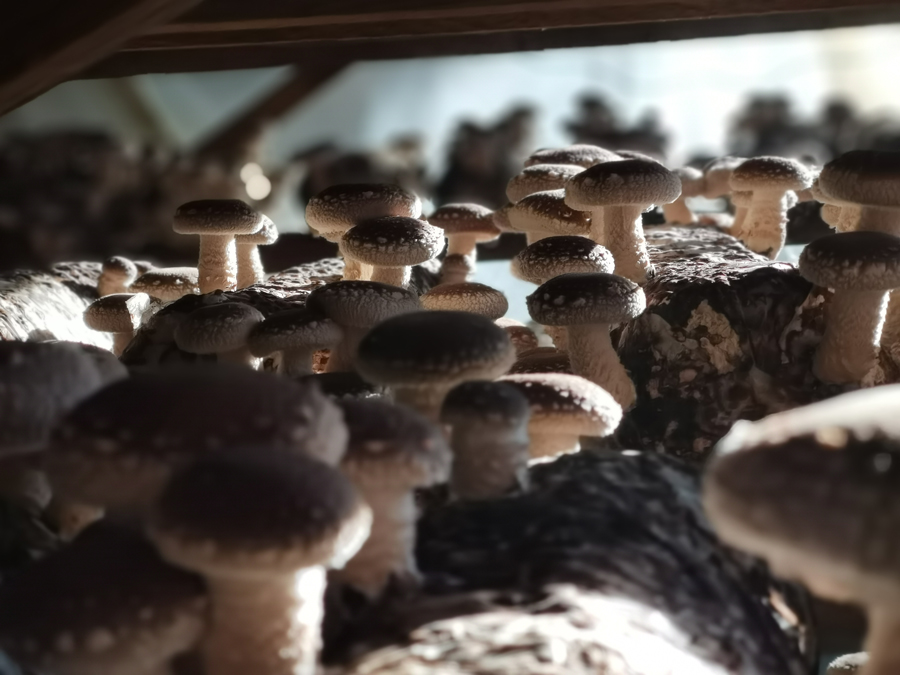 Mushroom-Cultivation-Base