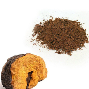 Chaga Extract Powder