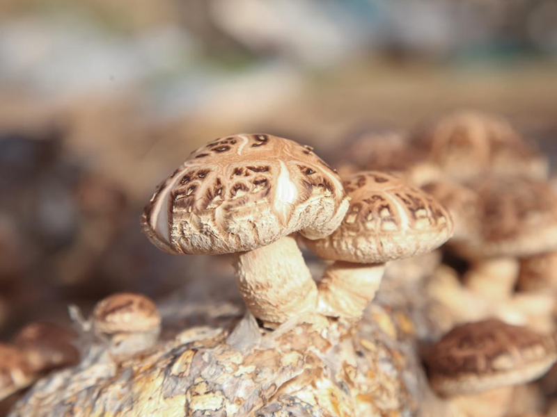 Avoid Industry Pitfalls, Choose a Technical Benchmark - Baixing Foods Reshapes Edible Mushroom Industry Standards with Hardcore Strength